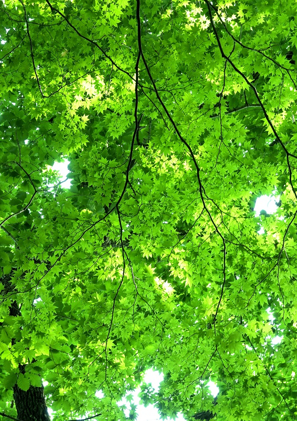 初夏の香り